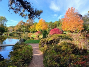 Asticou features a wonderful selection of rhododendrons and azaleas, a sand garden, and a meandering collection of fine gravel pathways. Cheryl took this photo along the garden path.