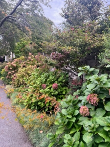 This is the Hydrangea Border on the Lower Terrace with arching stems of Patrinia scabiosifolia reaching toward the path.