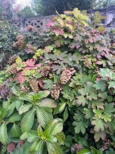 Here, the Hydrangea quercifolia is starting to show its signature fall color.