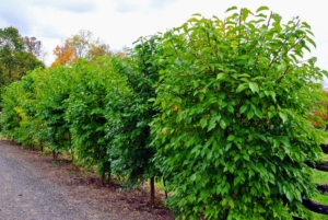 Before the leaves turn color, these trees are bold green. Properly maintained, these trees make a lovely natural hedge and fence and can grow up to 60 feet tall.