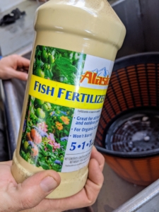 This is fish emulsion, which is available at garden supply shops. The garlic cloves can be soaked in fish emulsion to give them a fertilizer boost and rid them of possible diseases, which could have been carried by the garlic.