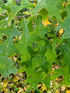 Pin oaks have leaves that are three to six inches long, bristle tipped, deeply lobed with wide circular or U-shaped sinuses.