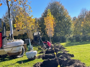 And then each tree is slowly rolled into its designated hole. The crew rotates the tree on its root ball closer to the hole. When moving heavy trees, only hold it by the root ball and the base of the trunk – never by its branches, which could easily break.