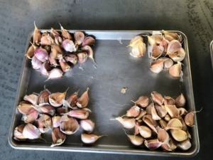 Once treated and dried, the cloves are all placed on baking sheets and carried out to the garden.
