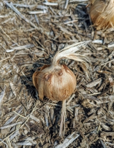 Here is a closer look at one of the corms. The compact corms are small, brown globules that can measure as large as two-inches in diameter, have a flat base, and are shrouded in a dense mat of parallel fibers referred to as the “corm tunic”. Do you know the difference between a corm and a bulb? Both corms and bulbs are parts of the plant that store food to help it grow and bloom. A bulb is a plant stem and leaf that grows underground in layers. A tiny version of the flower is at the center of the bulb. Tulips, lilies, iris, daffodils and onions are examples of bulbs. A corm is an underground stem that serves as the base for the flower stem and is solid, not layered.