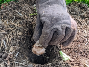 And then one by one, each corm is carefully placed in a hole, with the pointed end faced up, or root end faced down. This is very important, so the plant grows properly. When purchasing bulbs and corms, always look for those that are plump and firm, and avoid those that are soft.