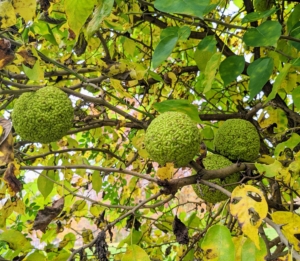 Here's a closer view of the fruits on the tree - this is the most prolific year ever for the Osage orange at my farm.