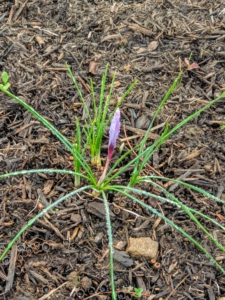 By early October, the saffron sprouts are visible. They emerge with thin, straight, and blade-like green foliage leaves, which expand after the flowers have opened. Here, one can also see the small flower emerging from the center.