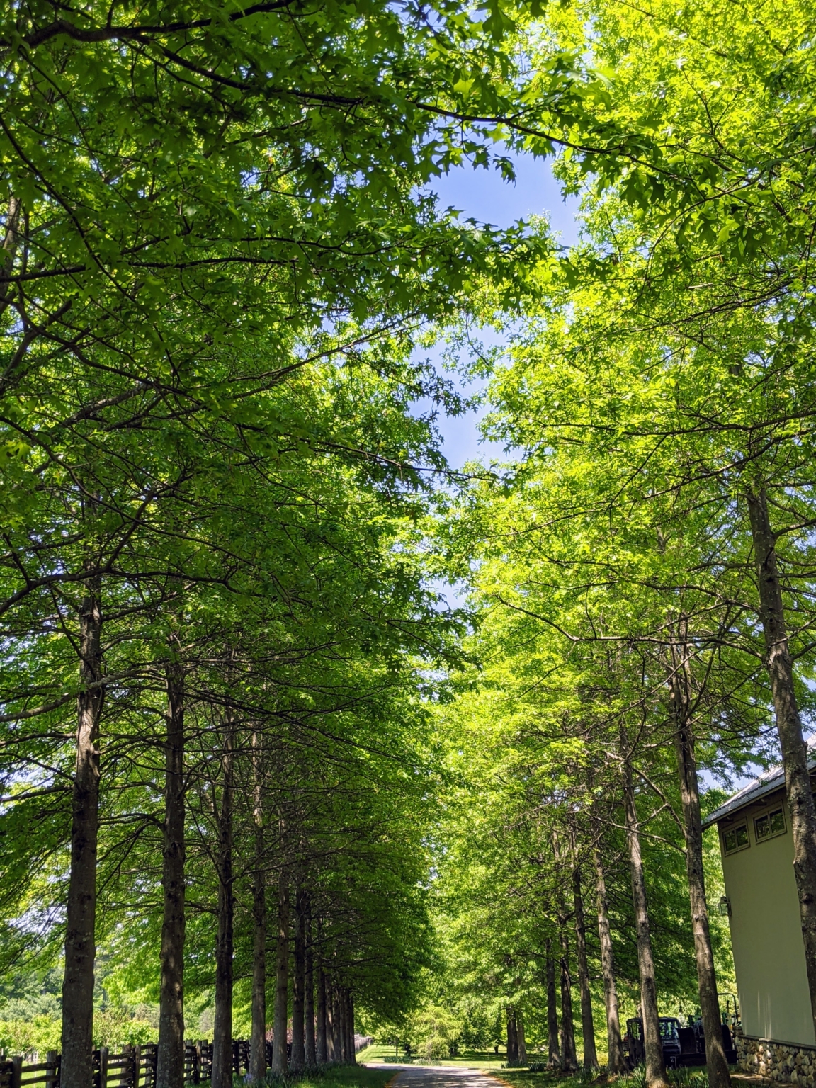 Pruning the Pin Oaks - The Martha Stewart Blog