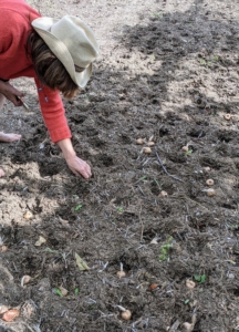 With so many corms to get into the ground, Hannah plants them in a production line process - making rows of holes first, and then placing the corms into the holes.
