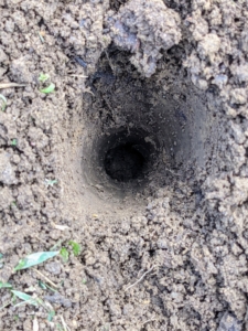 Each hole is also about four inches deep.