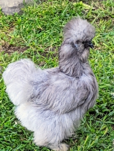 This breed grows a bit slower than other chicken breeds. Silkies are adaptable and playful. And, they are naturally more calm than other chickens.