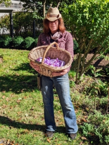 On harvesting day, Hannah plucks the blooms and places them gently in a basket. And they smell so wonderful – a sweet, honey-like fragrance. The leaves of the saffron will persist for eight to 12 weeks, then wither and vanish, leaving no trace of the corms below until the flowers appear again next fall.