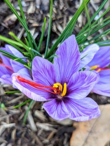 It is the bright red-orange threads of saffron, the stigmas, or female portion, of the saffron crocus flowers that make up the spice. Three stigmas are borne in the center of each cup-shaped bloom. The best time to harvest the stigmas is mid-morning on a sunny day when the flowers have fully opened and are still fresh. The stigmas on this flower are ready to harvest.