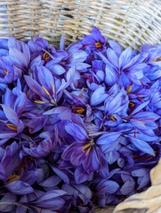 Such a bounty of beautiful saffron flowers. The saffron flowers can also be used in a variety of ways.