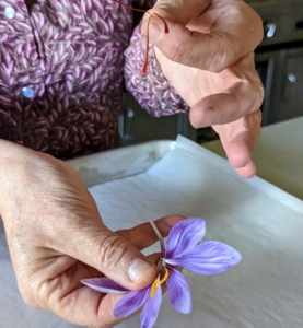 Hannah carefully pulls off the saffron stigmas, separating them from the flowers and setting all of them on a paper lined baking sheet to dry.