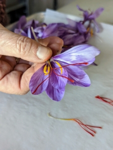 Hannah brings them all to my Winter House kitchen and shows the red stigmas that make up the spice. It takes hundreds of flowers to produce a commercially useful amount, and lots of labor, which explains why saffron has long been the world’s most costly spice by weight.
