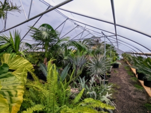All the tropical plants are safely stored in their designated hoop houses.