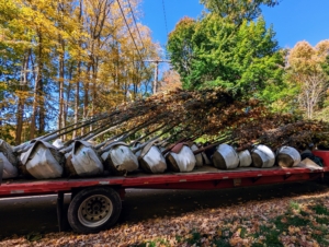A few weeks ago I purchased a selection of Platanus acerifolia ‘Bloodgood’ trees. The trees were quite tall, so they were all delivered on a flatbed truck to my farm.