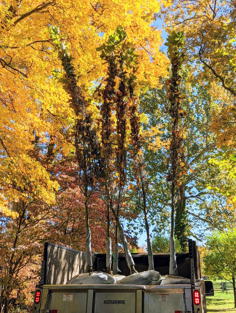 Planting Platanus acerifolia 'Bloodgood' in My Maze - The Martha ...