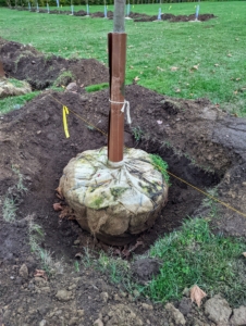 Next, the protective wrapping and any wire or rope are removed from the root ball. If left untouched, these wrapping materials could reduce the ability of a tree’s roots to grow out into the surrounding soil. Some gardeners will leave them in the ground, but I prefer to remove everything, so there is nothing blocking its root growth.