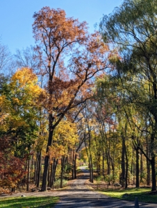 Leaves can change their color from as early as mid-September all the way through early November. These trees line the carriage road to my London planetree and Cotinus Allée and then to the hayfields and woodlands beyond.