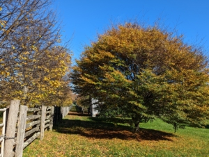 As colder weather approaches and sunlight decreases, the trees seal the spots where the leaves are attached – this process is what causes them to change color and fall to the ground. Rather than expend energy to protect these fragile organs, trees shed leaves to conserve resources for the next year.