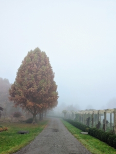 It's hard to see where this road turns. This is the carriage road leading to my home - my tall stand of bald cypress trees is on the left and my long and winding pergola is on the right. In the distance, there are many trees still showing off their fall colors, but heavy fog blocks them all.