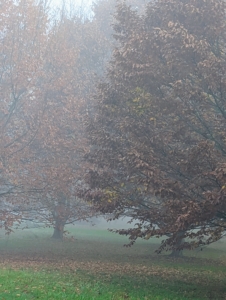 On this foggy morning it was even difficult to see trees up close. These are two of my American beech trees, still holding tight to their leaves.
