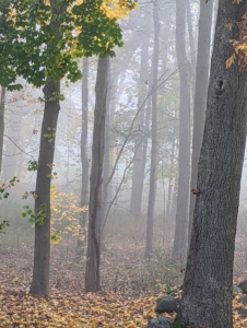 This view through the woodland is also very foggy - only the green and yellow foliage of the tree on the left stands out. Fog can form in two ways: either by cooling the air to its dew point or by evaporation and mixing – this happens often when the earth radiates heat at night or in the early morning.