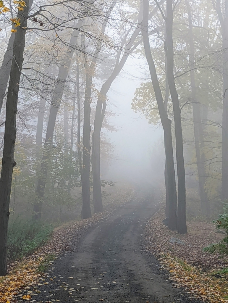 A Very Foggy Morning at My Farm - The Martha Stewart Blog