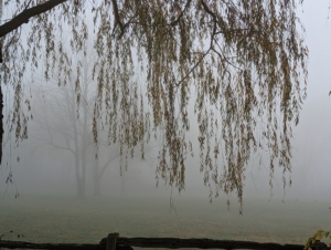 This photo shows the thick fog just past the weeping branches of the willow.