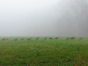At the upper edge of my back hayfield was a family of wild turkeys walking single file across the grass. They seemed un-phased by the foggy conditions.