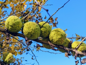 The Osage orange is dioecious meaning that there are both female and male trees; only female trees produce fruit. So far, we have one female tree laden with these warty looking fruits.
