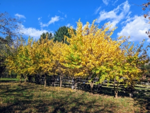 Yesterday, the Osage orange trees were standing out in their autumn yellow. Before the invention of barbed wire in the 1800s, thousands of miles of hedge were constructed by planting young Osage Orange trees closely together. The goal was to grow them "horse high, bull strong and hog tight." Farmers wanted them to be tall enough that a horse would not jump it, stout enough that a bull would not push it, and woven so tightly that a hog could not find its way through.