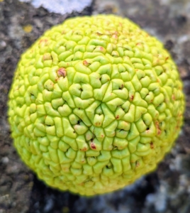 Upon close inspection, the Osage orange is large, round, hard, and wrinkled or bumpy in texture.