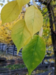 The leaves are three to five inches long and about three-inches wide. They are thick, firm, dark green and pale green in spring and summer and then yellow in fall. There is also a line down the center of each leaf, with lines forming upside-down V-shapes extending from the center line to the edge of the leaf.