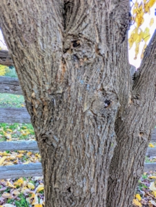 The wood of the Osage orange tree is extremely hard and durable. On older trunks the bark is orange-brown and furrowed. The heavy, close-grained yellow-orange wood is very dense and is prized for tool handles, treenails, and fence posts.