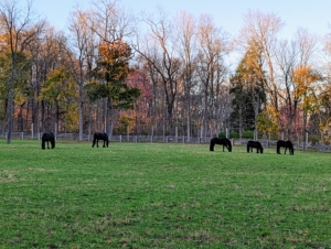 And looking past the Osage orange hedge into the pasture, one can see these handsome boys - Friesians Rinze, Bond, Hylke, Geert, and the Fell pony, Banchunch, grazing away. Do you have Osage orange trees where you live?