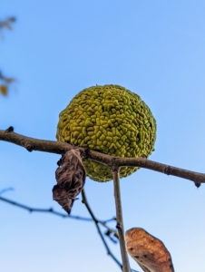 The fruits are strong - they often persist on the tree after the leaves have fallen off.