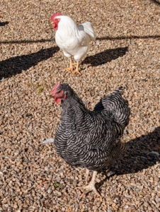 Since all my chickens come here as baby chicks, they are very accustomed to the sounds made by the crew. In fact, these birds are filled with curiosity and friendliness and love to greet and follow visitors when they arrive.
