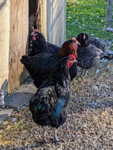 Chickens are actually very hardy, and covered in fluffy feathers, so the temperatures have to be very low to require such supplemental heat. Some chicken experts recommend a temperature around 40-degrees Fahrenheit as ideal for hens.