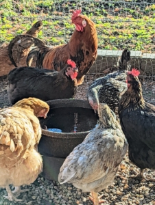 I started raising chickens many years ago, and vowed to always have my own coops where I could keep happy, healthy and beautiful birds. I am so proud of the flocks I have raised – they have always thrived here at the farm. They spend most of their days outside in the yard - always with clean, fresh water...