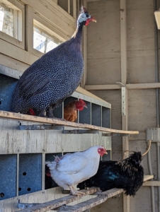 Chickens prefer to roost on high levels – this Guinea hen and the chicken hens below are perched in front of the nesting boxes.