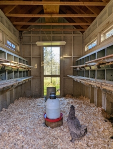 From this doorway, one can see the Sweeter Heater on the other side of the coop. The Sweeter Heater’s infrared rays are spread over the entire surface area of the unit's panel and are evenly projected straight down, with no hot or cold spots in the pattern.