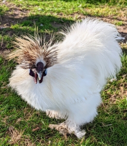 There are eight Silkie color varieties accepted by the American Poultry Association. They include black, blue, buff, gray, partridge, splash, and this crisp white.