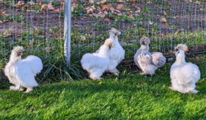 If you're unfamiliar with Silkie chickens, they were originally bred in China. They are best known for their characteristically fluffy plumage said to feel silk- or satin-like to the touch. Underneath all that feathering, they also have black skin and bones and five toes instead of the typical four on each foot.