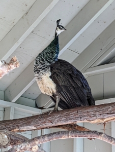 Because peafowl originated from southeast Asia, they are not as tolerant of the cold, so they require heated shelters in northern states. My peacocks and peahens share a large coop just outside my stable near the Silkies and the geese. Here is one perched inside the coop watching all the activity from above.