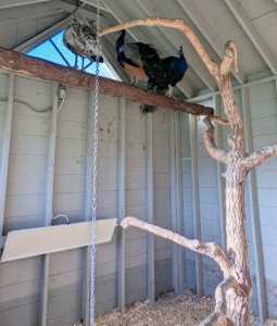In the peafowl coop, the heaters are also secured closer to the ground where it will be coldest in winter.