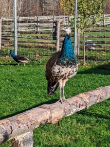While the temperatures are still pleasant during the day, these peafowl love to perch outside. Over the summer, I fenced the entire top of this yard, so they would be more safe from predators. I am so glad all my birds are doing so well at the farm. They’ll also be very warm and safe this winter with their Sweeter Heaters from My Pet Chicken.